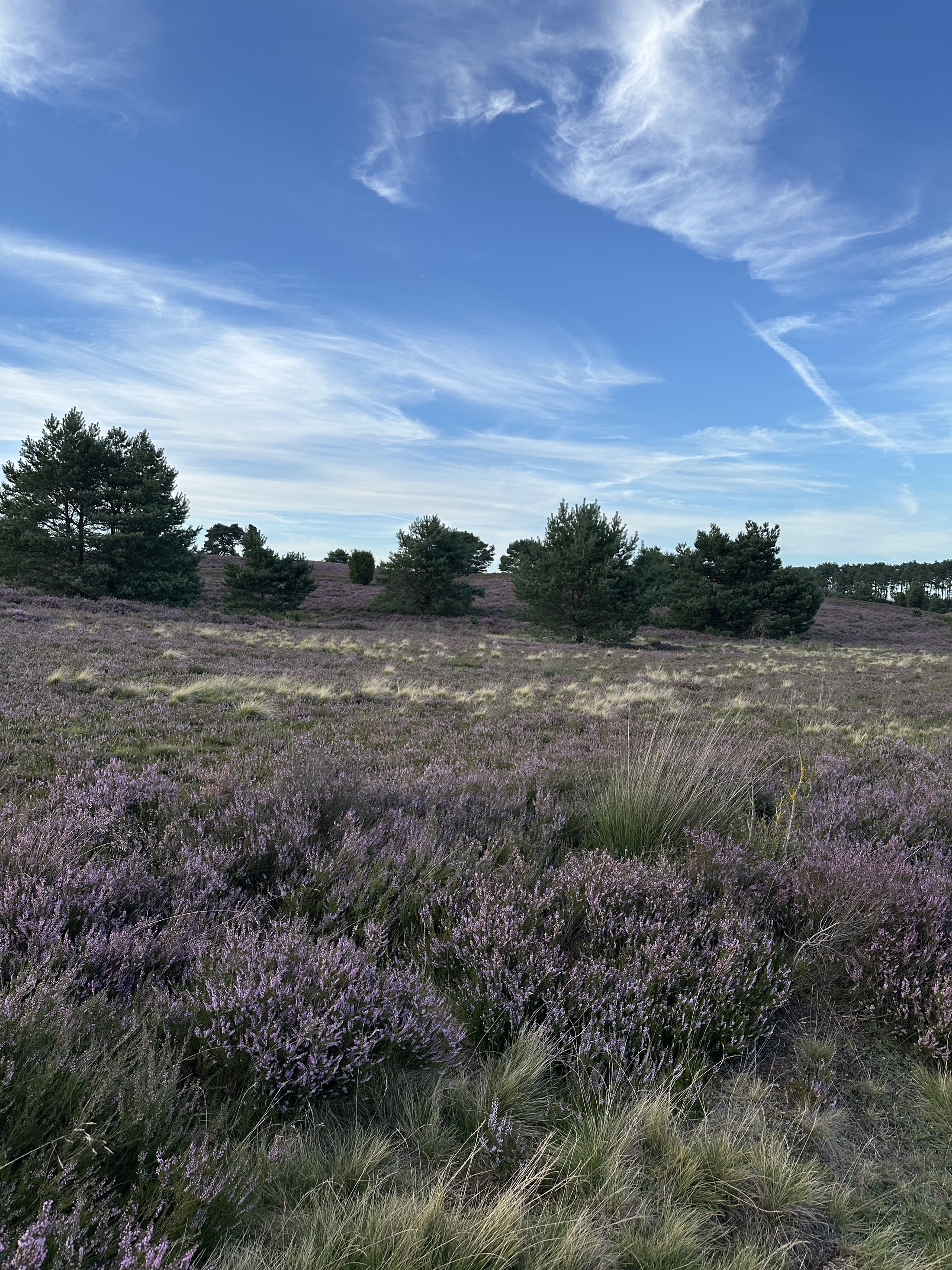 Blühende Lüneburger Heide rund um die Pension