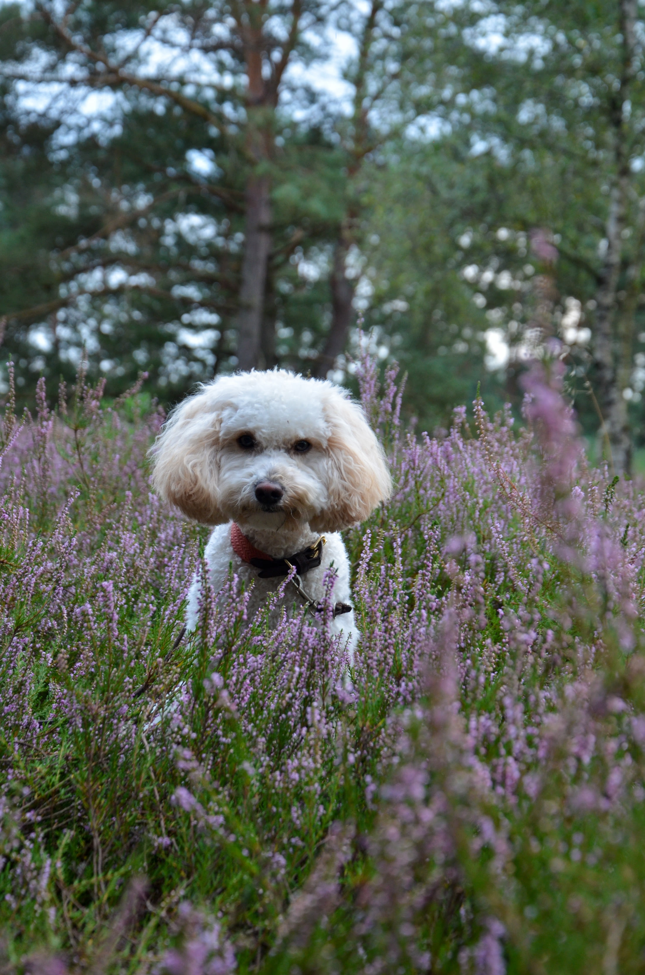 Hundegruppe in der Lüneburger Heide